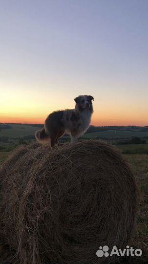 Вязка Аусси