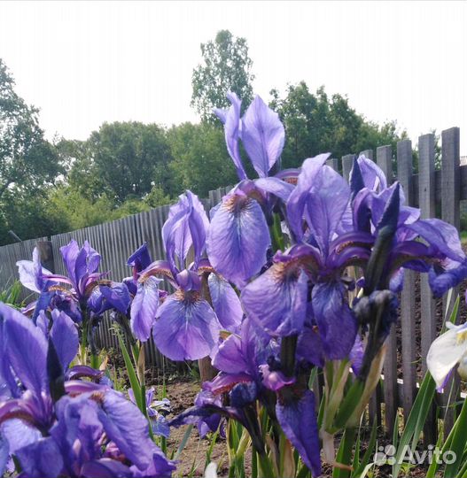 Ирис