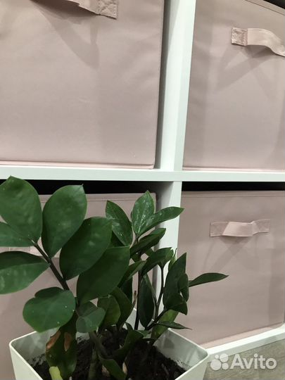 Замиокулькас