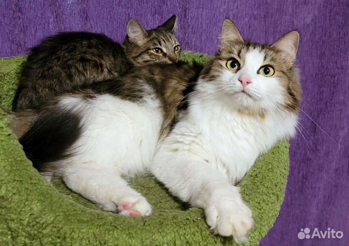 Годовалые кошечки