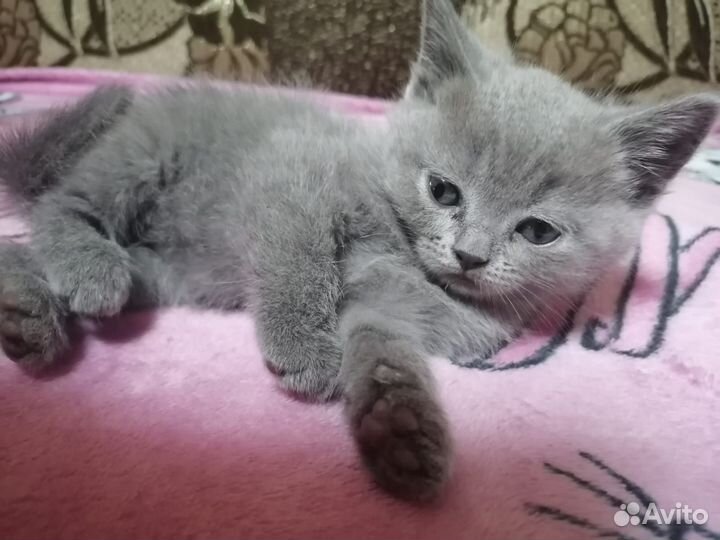 Британские котята