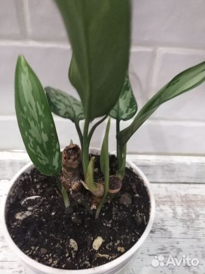 Аглаонема Треба