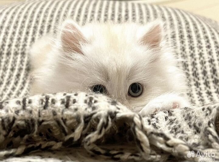 Потрясающий Длинношерстный котик 3 мес Хайленд