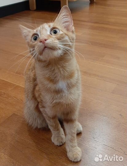 Ярко рыжий котенок мальчик Перчик в дар