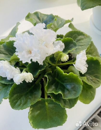 Фиалка белая махровая