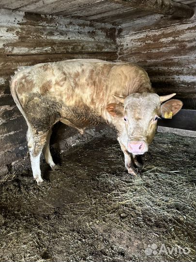 Быки на мясо живым весом