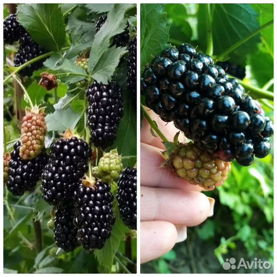 Саженцы ежевики натчез