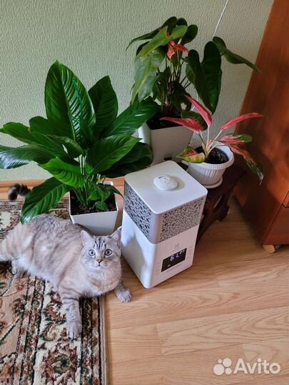 Передержка животных