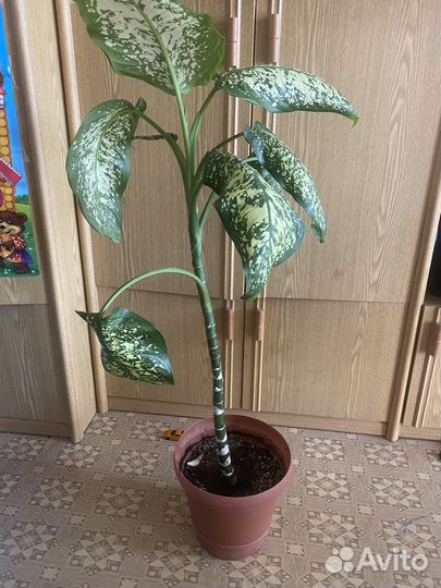 Диффенбахия, фикус бенджамина, сансивьерия