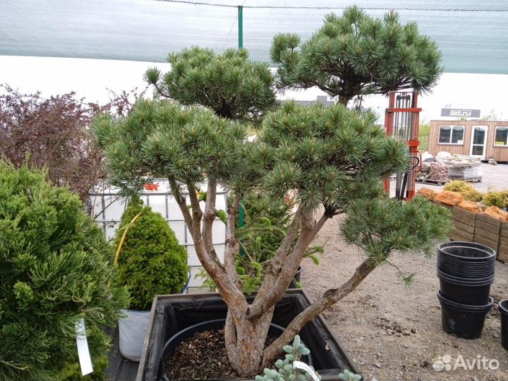 Бонсай сосна