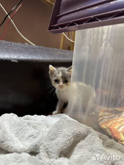 Кошки в добрые руки бесплатно