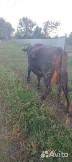 Корова стельная дойная