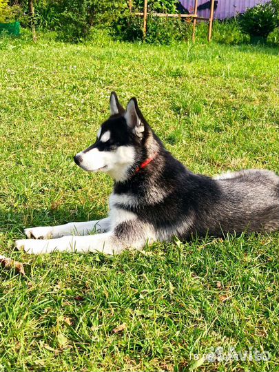 Щенки Сибирский хаски