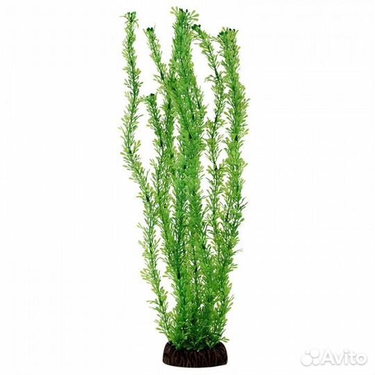 Растение Лигодиум зеленый, 100мм