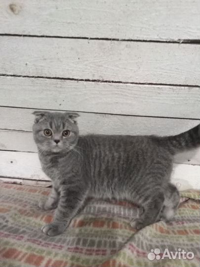 Шотландский кот