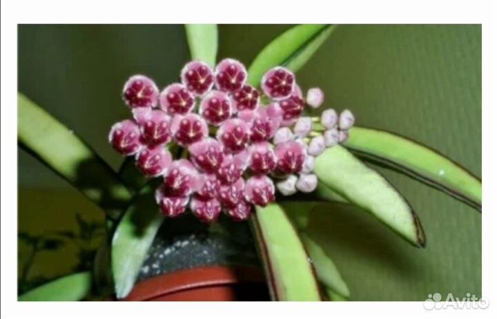 Хойя вайети триколор