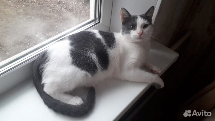 Добрый котик в добрые руки