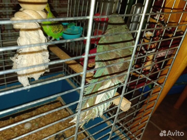 Попугай какарик с клеткой