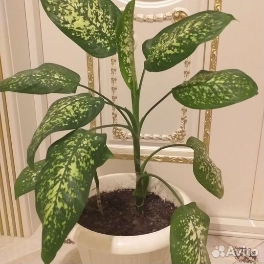 Диффенбахия