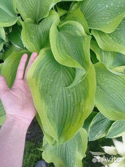 Сортовая хоста