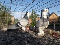 Ленинаканские голуби