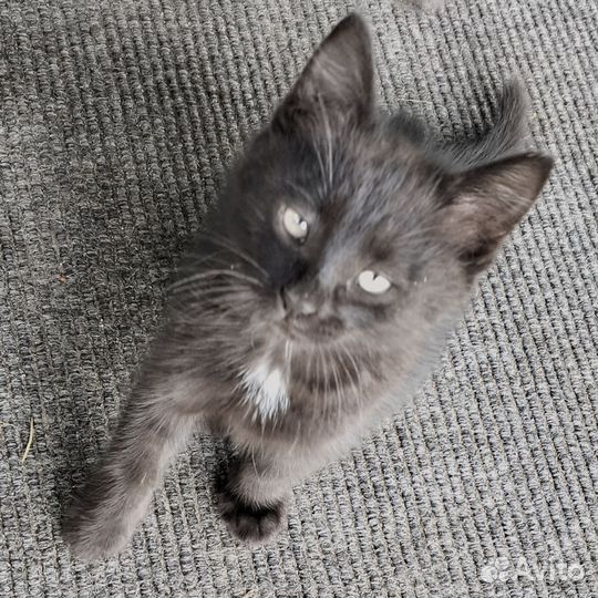 Молодой котик в добрые руки (котик)
