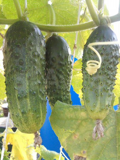 Участок 6 сот. (СНТ, ДНП)