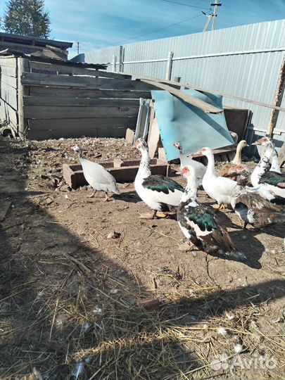 Индоутка с утятами