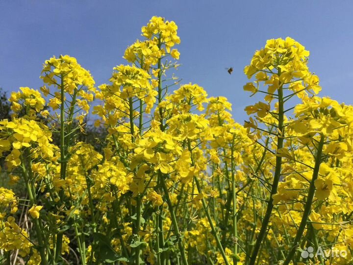 Семена горчицы