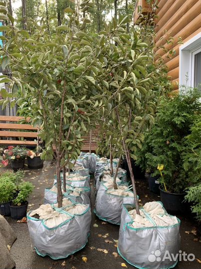 Плодовые саженцы