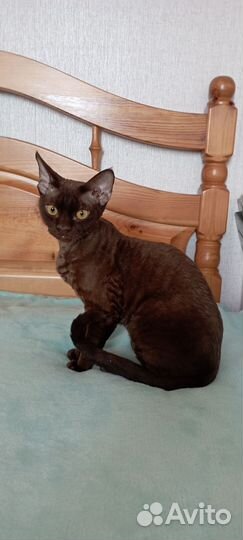Кот девон-рекс
