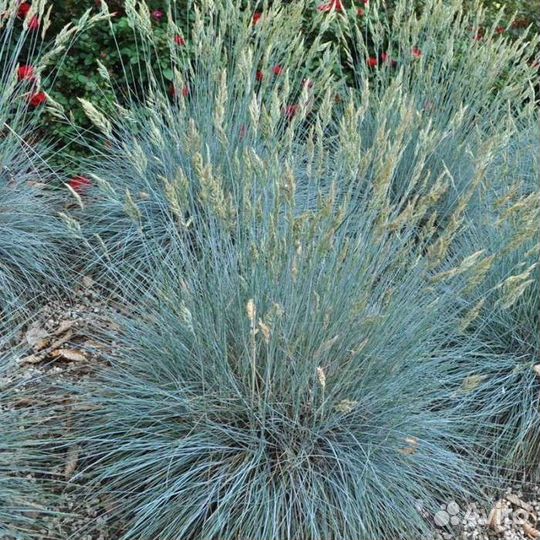 Злаки декоративные