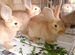 Бургундские Французские кролики