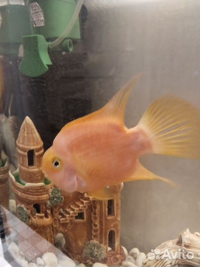 Рыба попугай