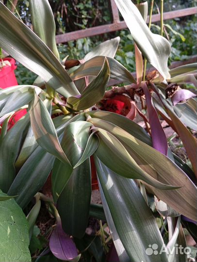 Комнатные цветы