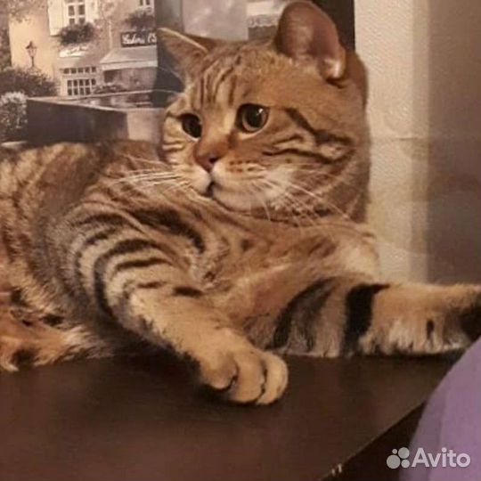 Котята британец+шотландец