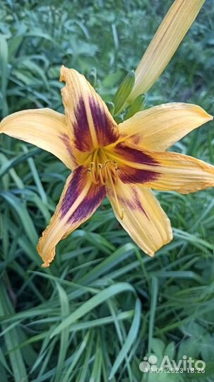 Лилии и лилейники