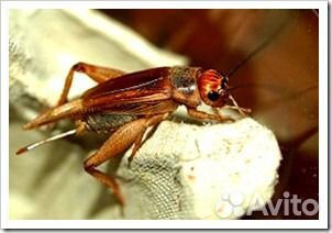 Сверчки кормовые