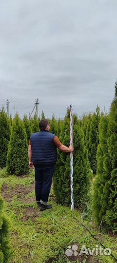 Туя Смарагд