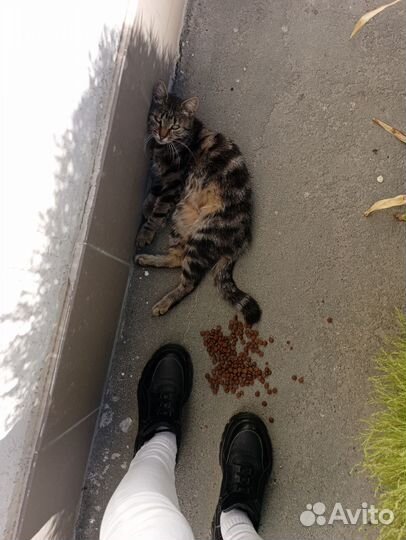 Кошечка ищет светлое будущее