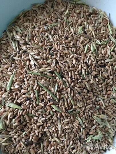 Семя льна Зерносмесь