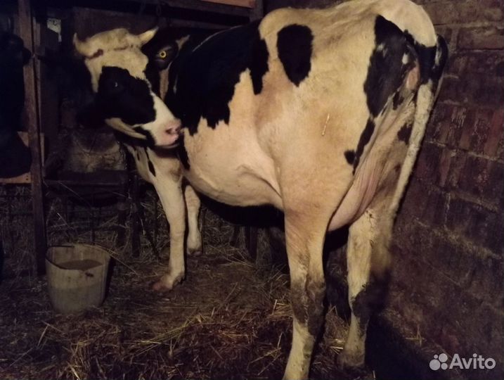 Корова высокоудойная