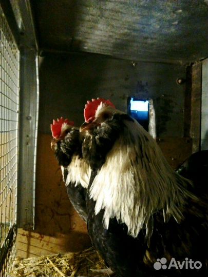 Продам петухов, селезней, семьи