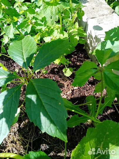 Саженцы девичий виноград