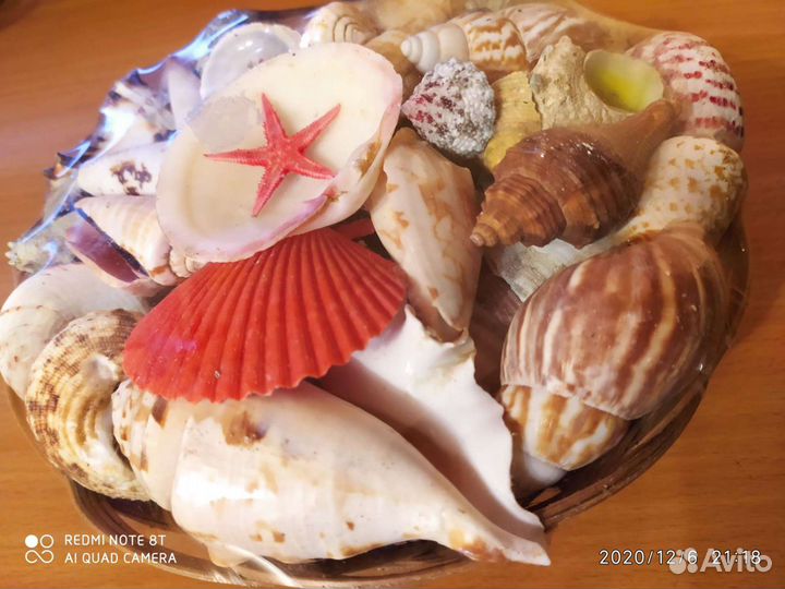 Набор морских ракушек + коралл