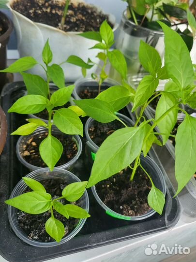 Рассада острых комнатных перчиков