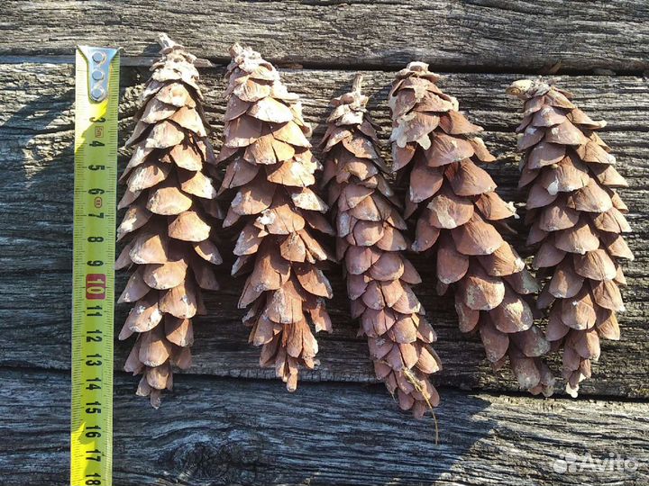 Шишки сосновые. Шишки сосны веймутова
