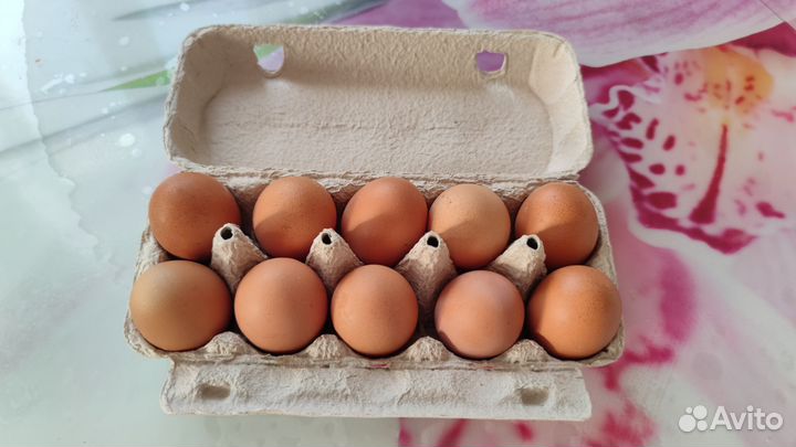 Домашние куриные яйца