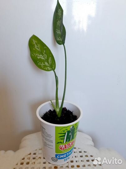 Аглаонема отросток