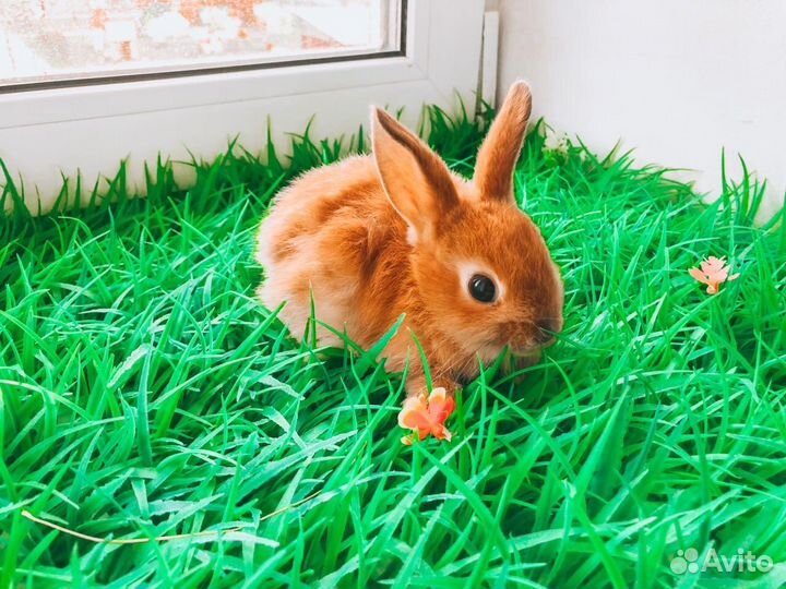 Карликовый кролик